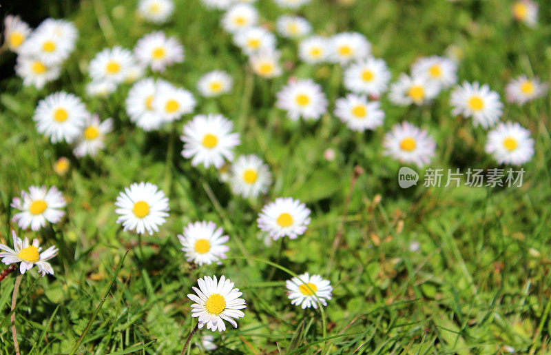 雏菊(bellis perennis)孤立在绿色草坪上的特写